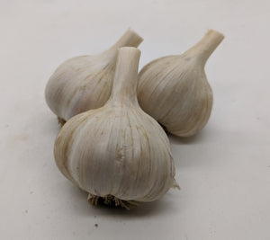 Italian Purple Stripe garlic bulbs