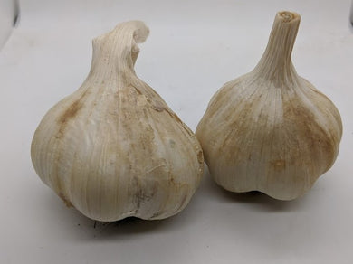 Chopaka Mountain garlic bulbs. An heirloom from the Pacific Northwest, softneck variety