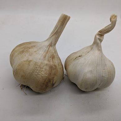 French Softneck garlic- an heirloom softneck Artichoke family variety