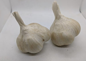 Kettle River Giant garlic bulbs- an heirloom softneck type of the Artichoke subfamily