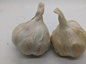Lokalen garlic bulbs
