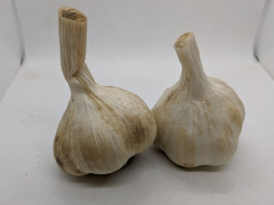 Sicilian Artichoke garlic bulbs- a softneck from Sicily