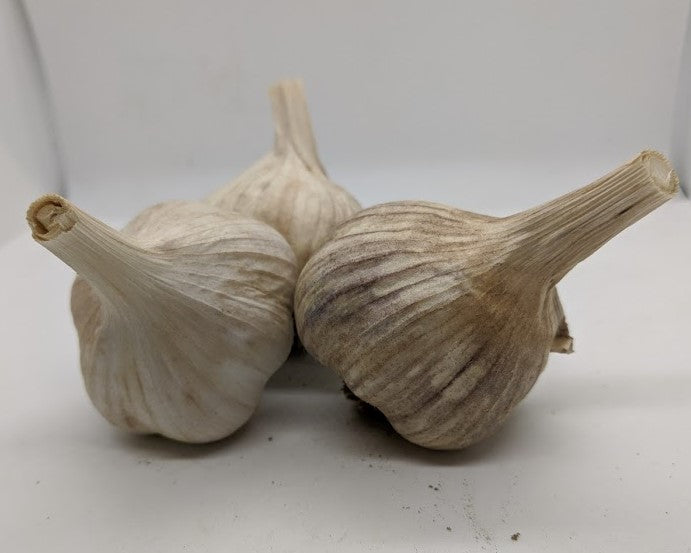 Pyong Yang garlic bulbs- an heirloom from Korea, Asiatic subfamily of garlic
