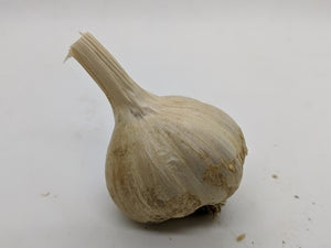 Burgundy heirloom Creole garlic bulb