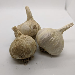 Aglio Rosso di Sulmona garlic bulbs- Italian heirloom garlic from the Sulmona region of Italy.