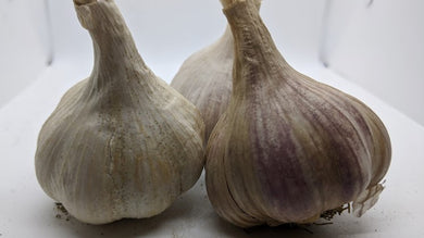 Deerfield Purple garlic, an heirloom from Vietnam renamed for the Massachusetts  town where its fortunes rose after a tissue-propagation plan reinvigorated it.