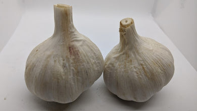 Pehoski Purple garlic bulbs- a Polish heirloom grown by the Polish community in Wisconsin.