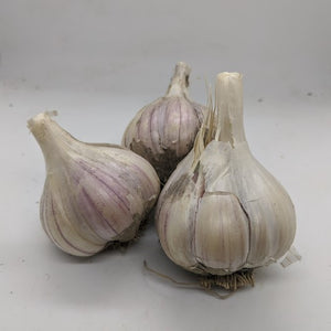 Anarres garlic bulbs- a garlic variety bred from true seed production via pollination and sexual crossing of flowers