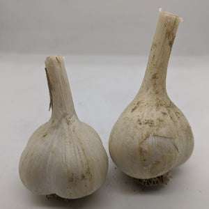 Arsia garlic bulbs- a garlic variety bred from true seed production via pollination and sexual crossing of flowers