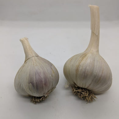 Pavonis garlic bulbs- a True Seed Origin garlic that is the result of a Krasnodar White 