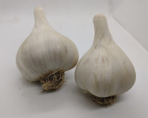 German Extra Hardy heirloom garlic bulbs. A Porcelain variety