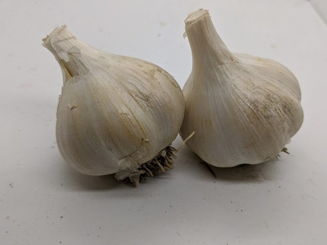 Zemo garlic bulbs. A Porcelain variety from Georgia