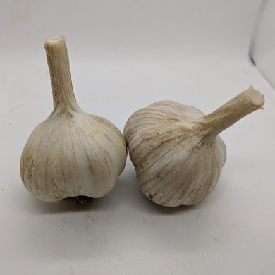 Bavarian heirloom garlic bulbs. A Rocambole type