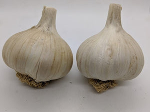 Killarney Red garlic bulbs. An heirloom Rocambole from the Pacific Northwest
