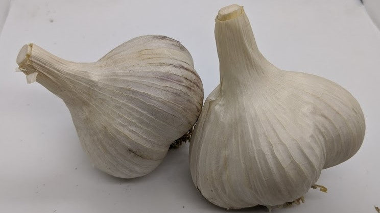 Okanagan Blue garlic bulbs. An heirloom Rocambole from the Pacific Northwest