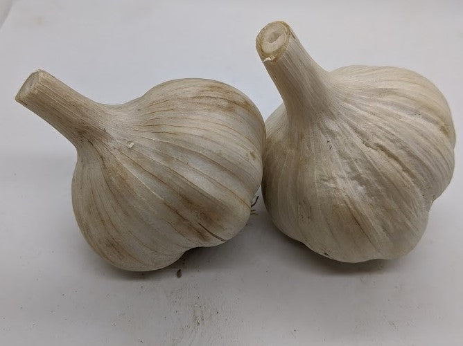 Spanish Roja garlic bulbs. An heirloom Rocambole type