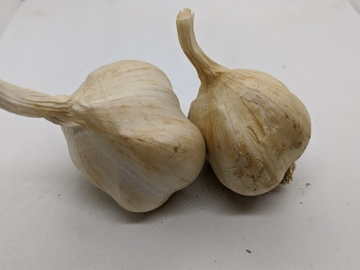 Sicilian Silver garlic bulbs. An heirloom Silverskin
