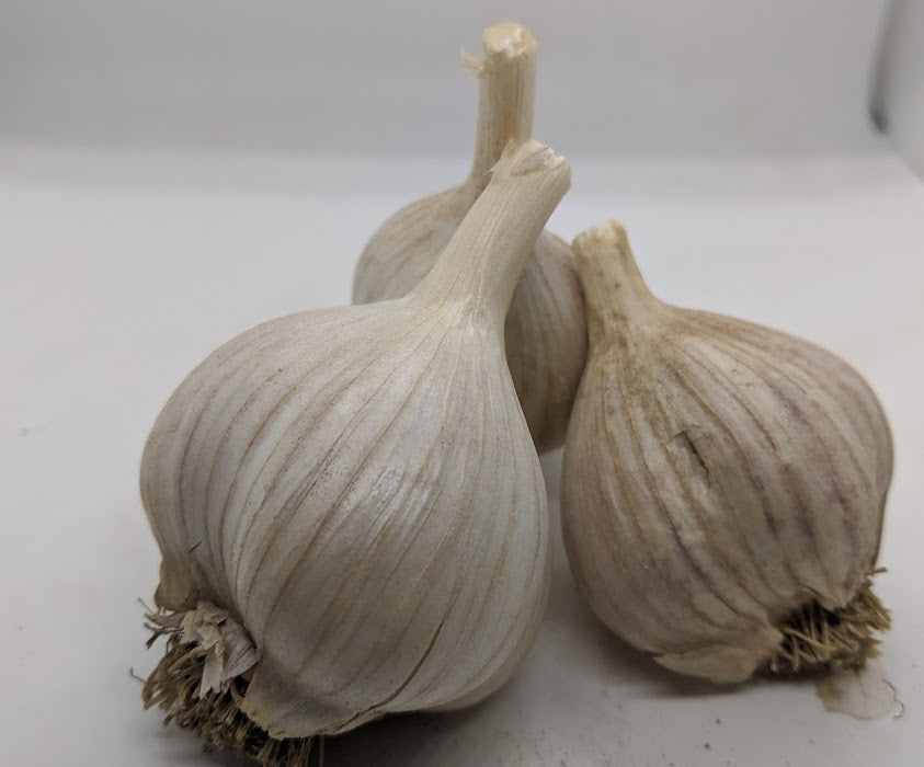 Arpakalen garlic bulbs, a variety found in the wild