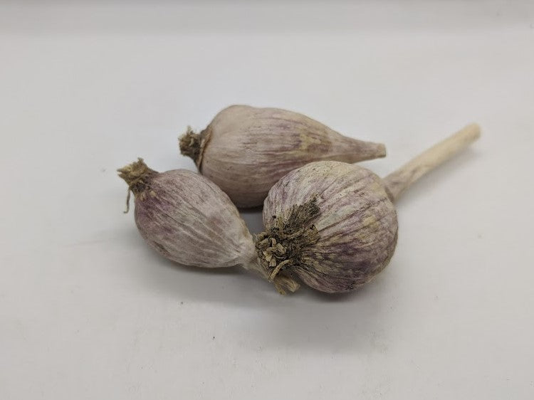 Palestinian garlic bulbs and rounds