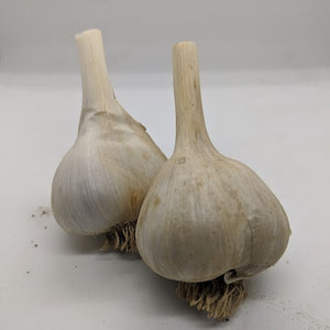 Punuk garlic bulbs- a variety first collected from the wild