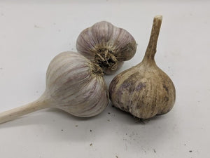 Single garlic bulbs